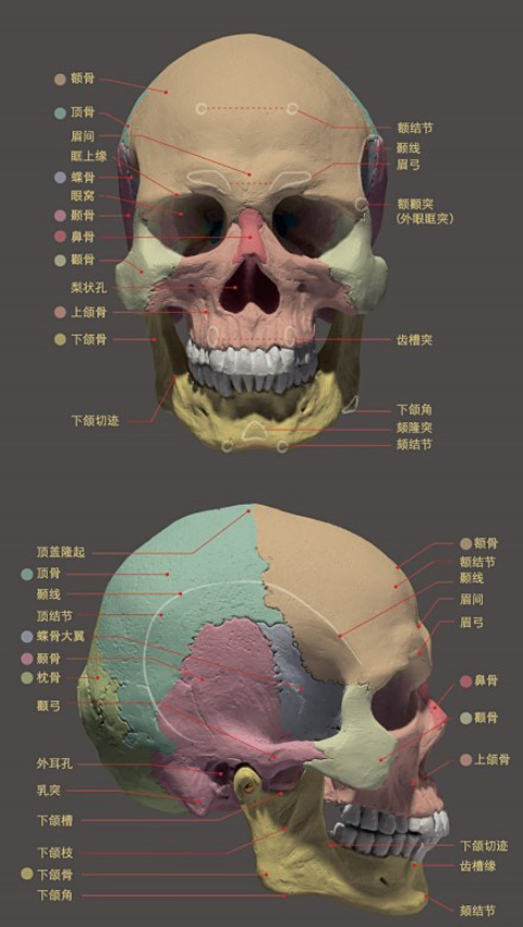 美術(shù)培訓_人物頭像骨骼詳解圖.jpg