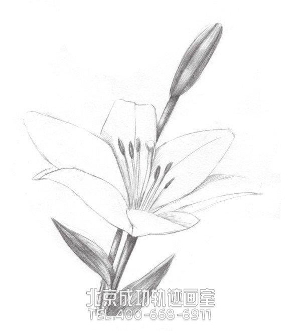 素描畫(huà)百合花步驟圖解